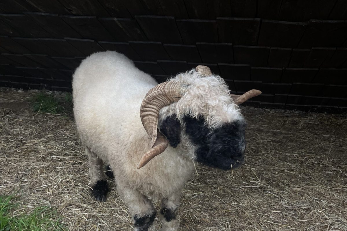 mini zoo Suwałki - owce i alpaki w zoo Zjawiskolandzie - Biała owca ze skręconymi rogami i czarną twarzą stoi na słomie.
