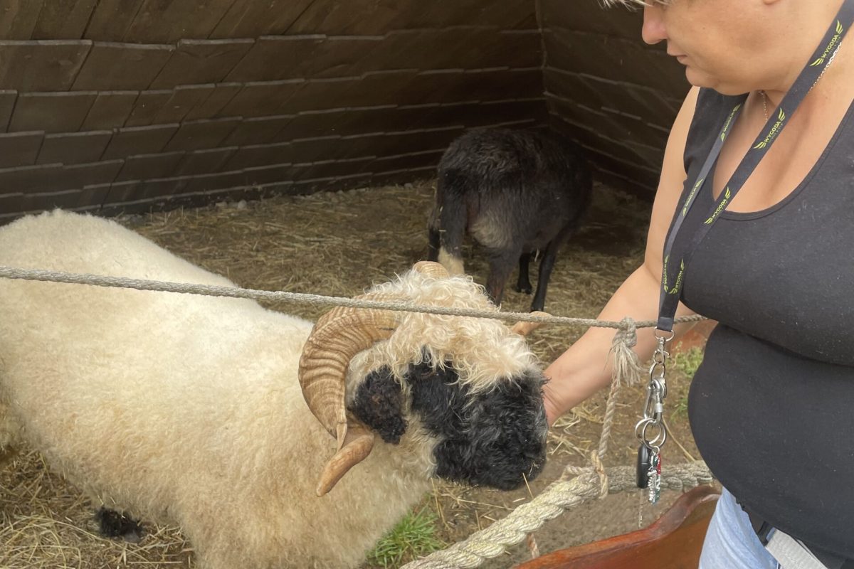 zoo Białystok - owieczki w różnych kolorach w Zjawiskolandzie