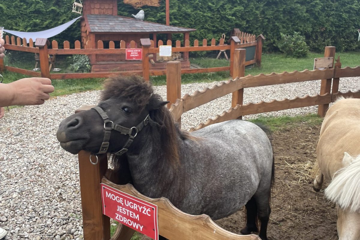 atrakcje dla dzieci Ełk - kucyki w zagrodzie