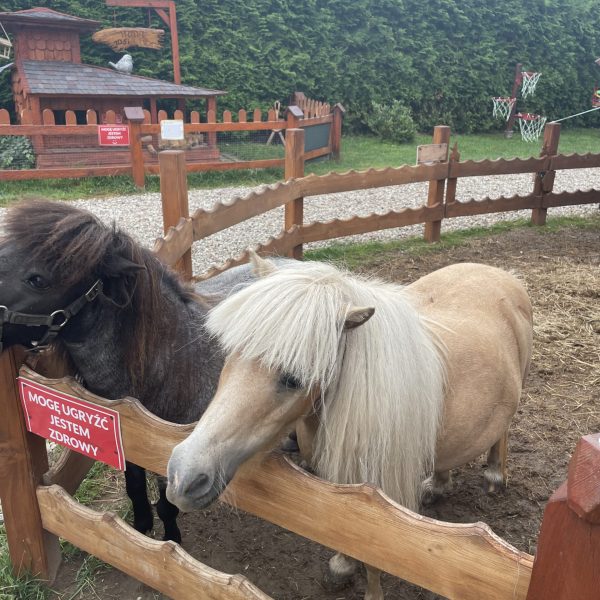 Atrakcje dla dzieci w Olecku - zagroda kucyków w parku rozrywki niedaleko Olecka
