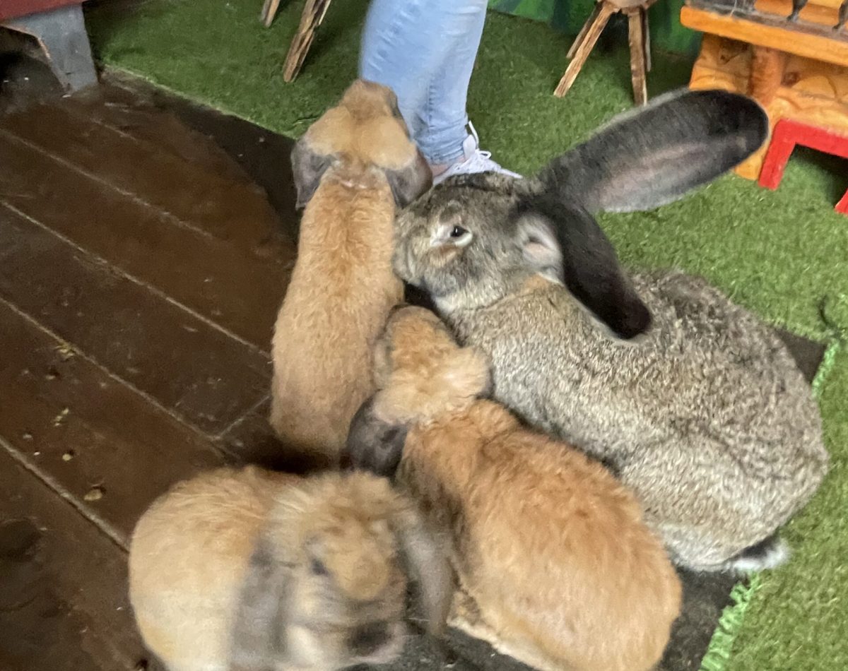 króliki w mini zoo w Białymstoku