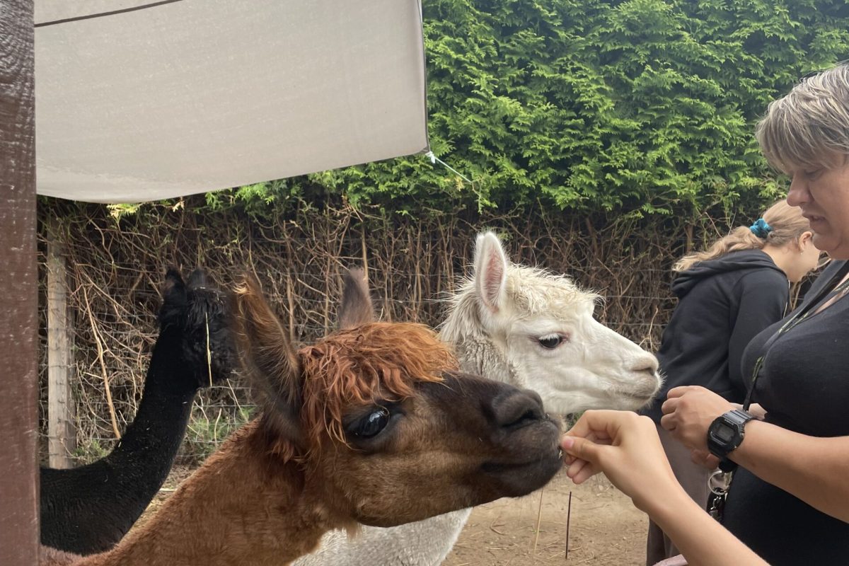 jedzące alpaki w mini zoo Białystok - jednej z atrakcji dla dzieci w zjawiskolandzie