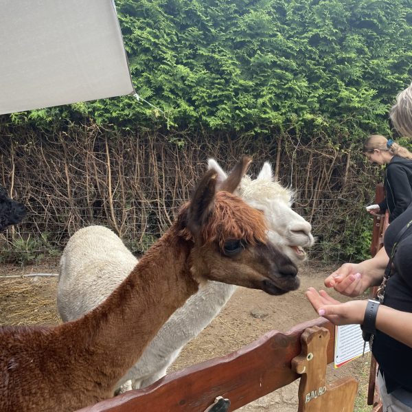 mini zoo Białystok - alpaki w zoo Zjawiskolandzie