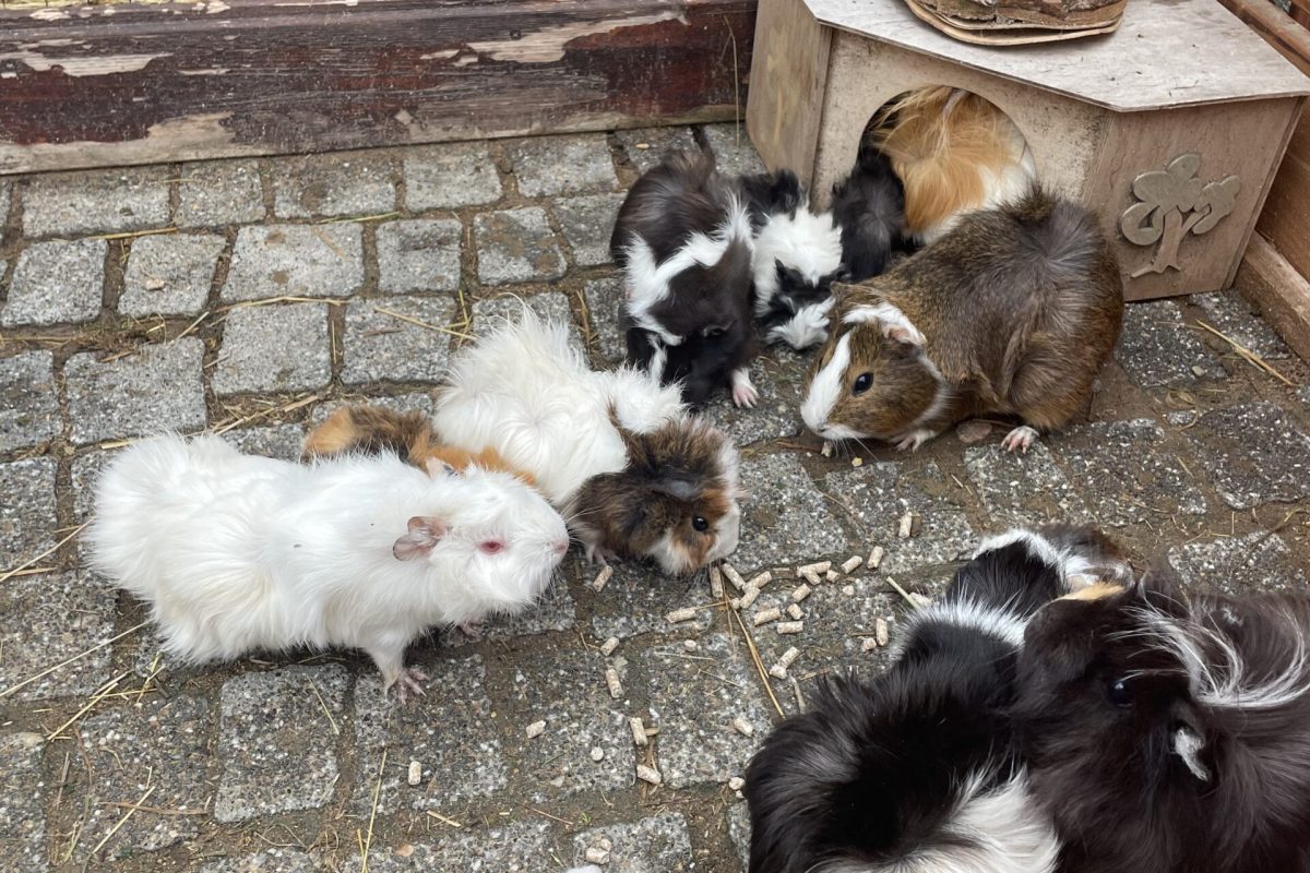 kawie domowe w zoo w Suwałkach w Zjawiskolandzie